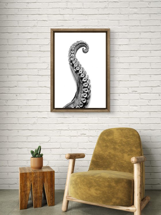 Octopus Arm