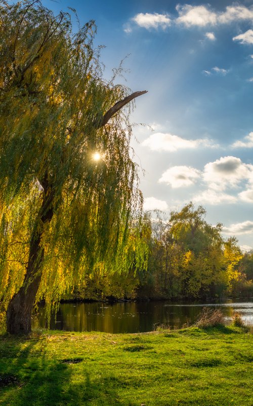 Autumn willows by Vlad Durniev