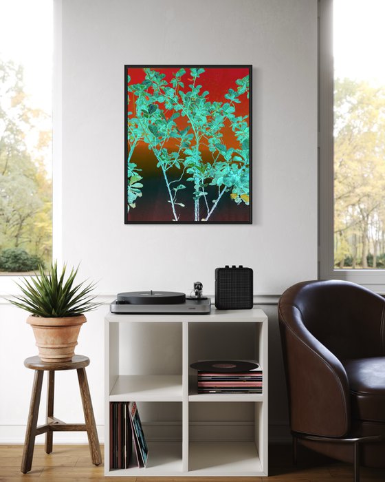 Tall fiddle fig
