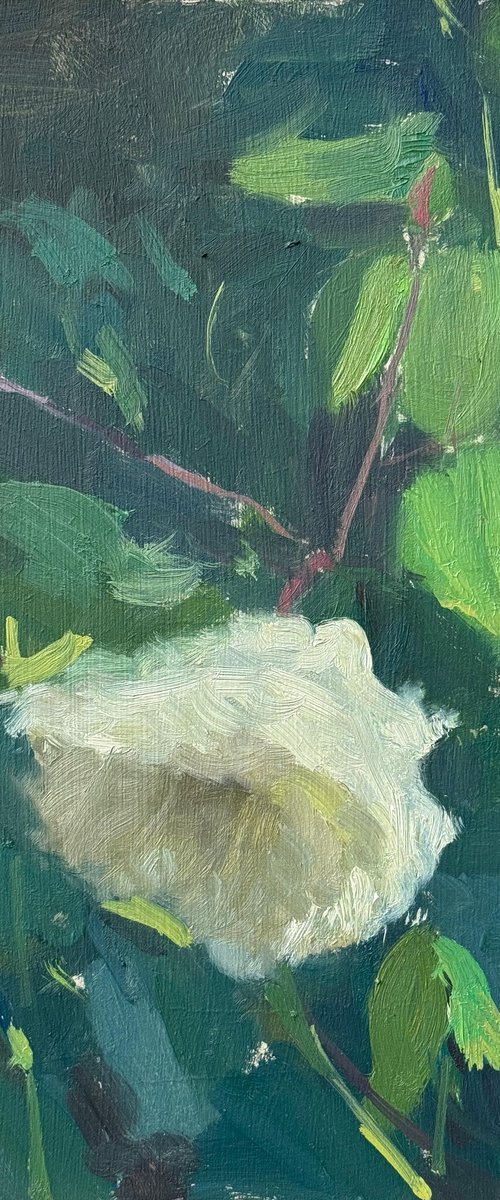 Wilting Rose by Alex James Long