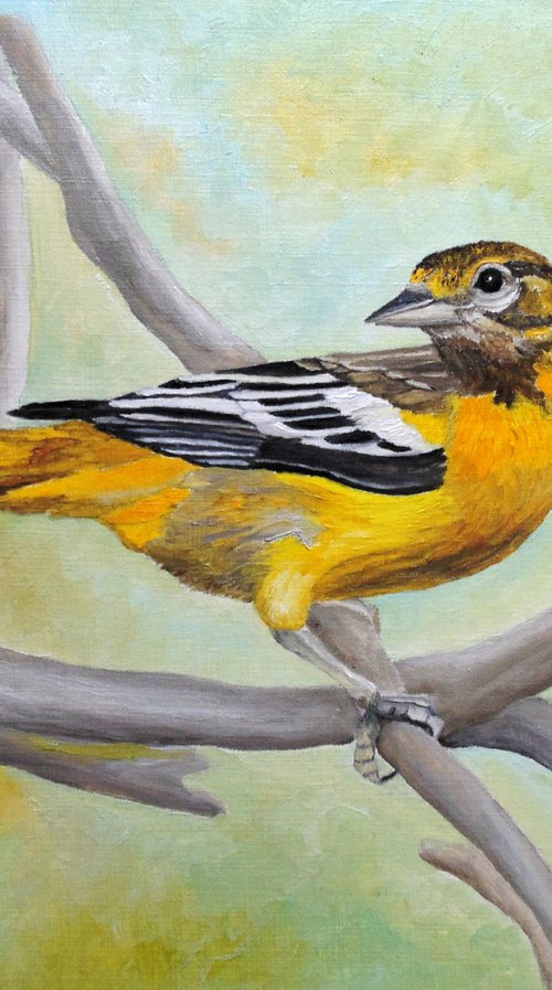 Baltimore Oriole by Angeles M. Pomata