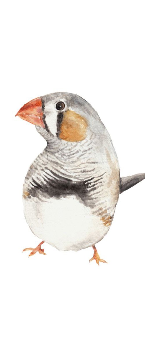 Zebra Finch Bird Original Watercolor by Lauren Rogoff