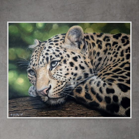 DAYDREAMING - leopard portrait