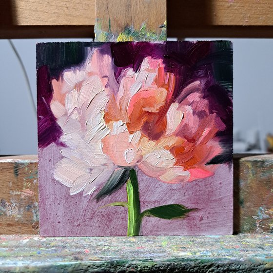 Peony flower