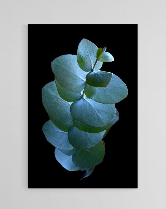 Eucalyptus Silver Dollar Leaves