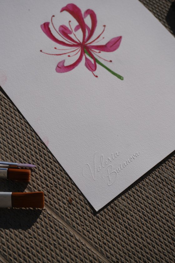 Pink Nerine