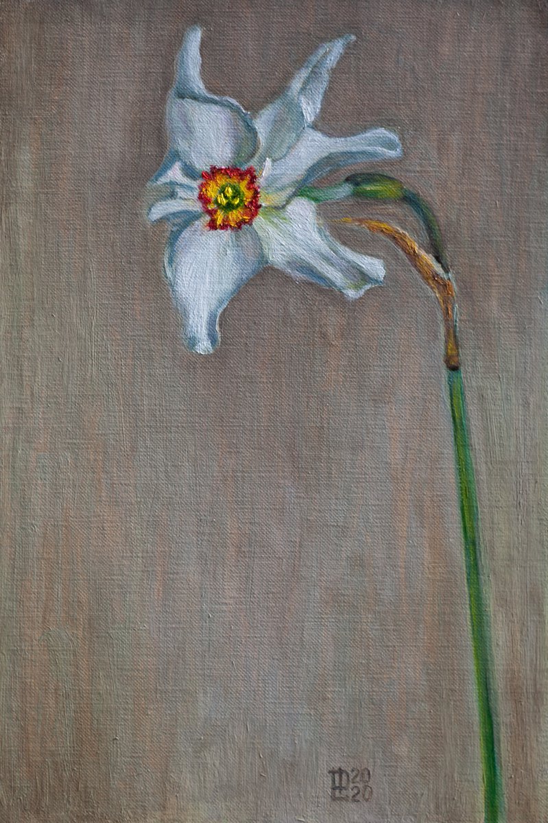 Daffodil by Liudmila Pisliakova