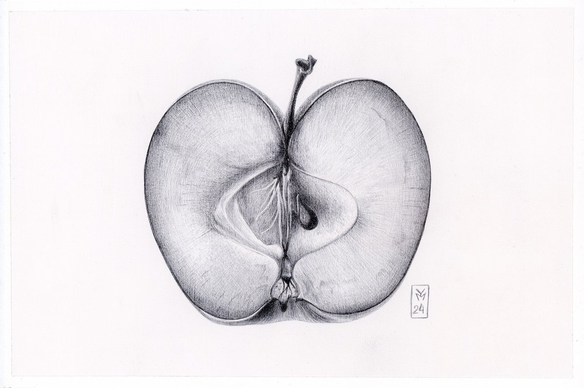 Graphic Botanical Drawing By Yuliia Moiseieva, 11 X 7", Apple Slice, Original Artwork