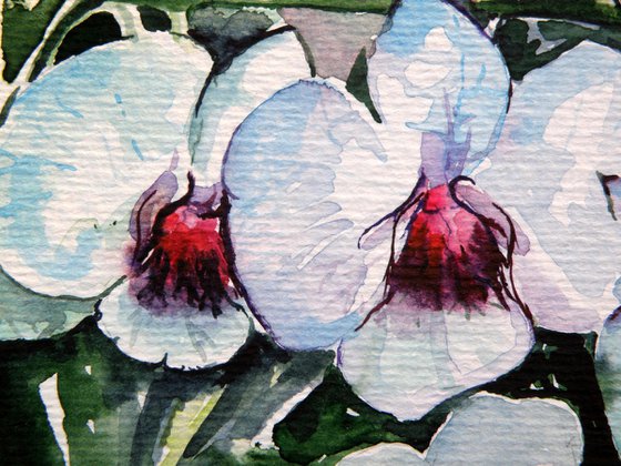 Orchid I