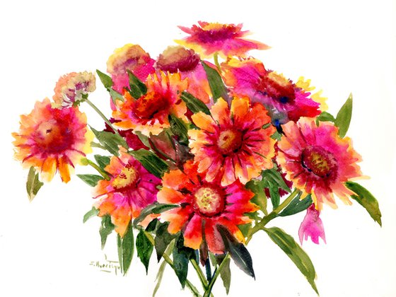 Blanket Flowers