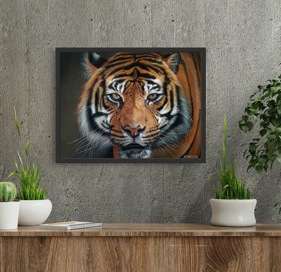 Solitude - tiger portrait