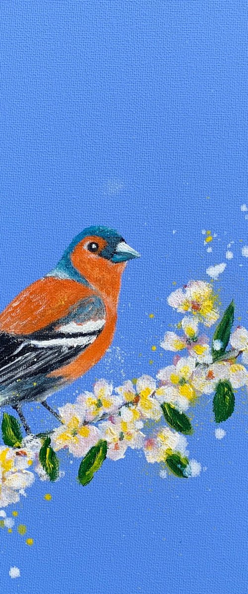 Chaffinch and blossom by Laure Bury