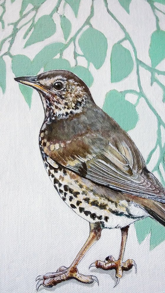 Song Thrush in the shadows