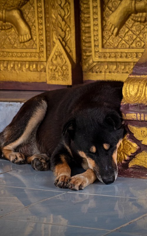 Temple Dogs of Laos I by Serge Horta