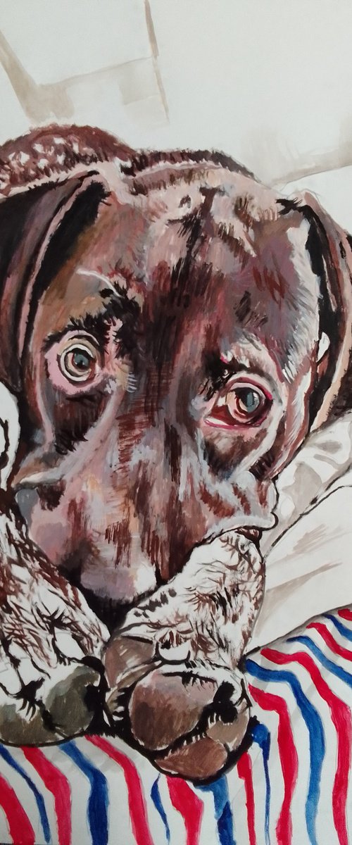 German Shorthaired Pointer by Soso Kumsiashvili