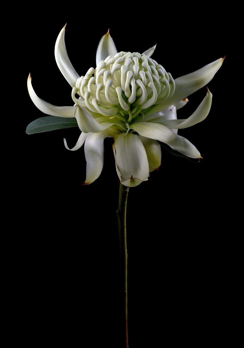 Still Life Photograph By Nadia Culph, 20 X 28", White Waratah, Original Artwork