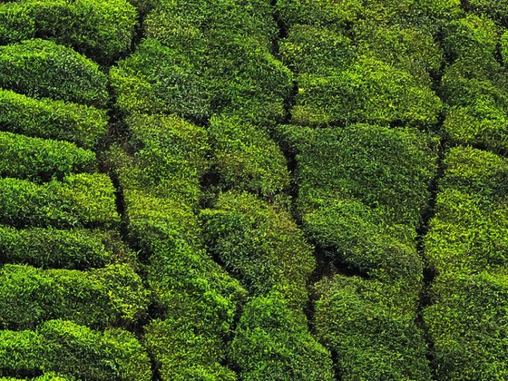 Green Tea Plantation - Abstract Landscape