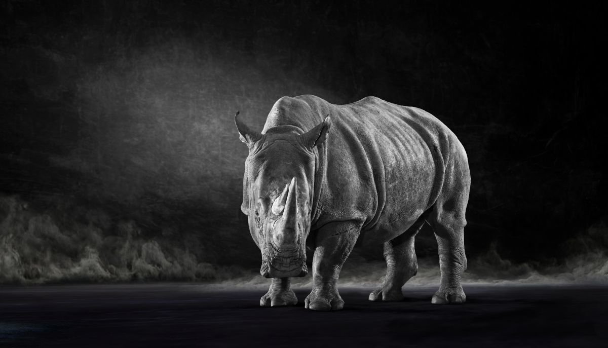 The White Rhino by Lindsay Robertson