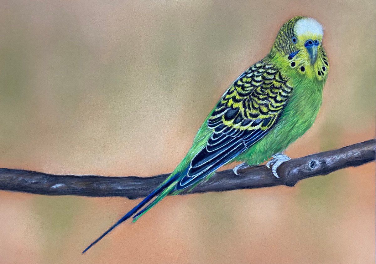 Budgie by Maxine Taylor