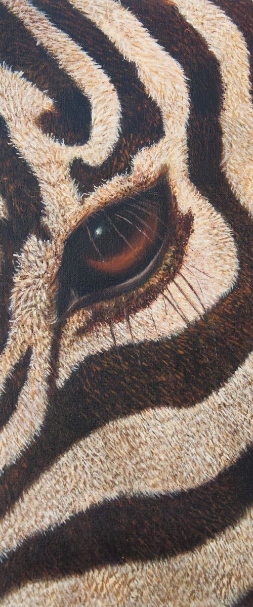 Zebra by Norma Beatriz Zaro