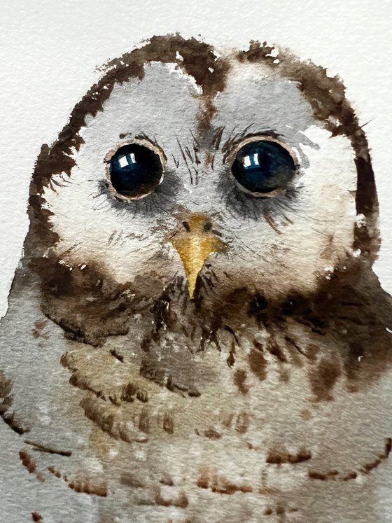 Little owl #2