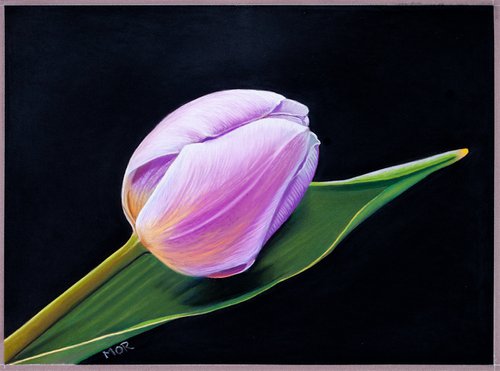 Tulip by Dietrich Moravec