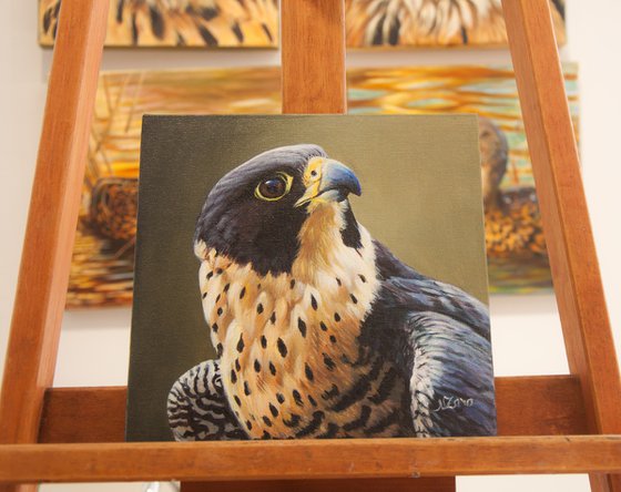 Peregrine Falcon