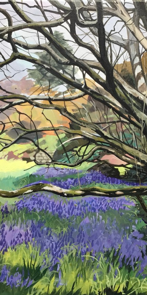 Bluebells At Rowallane by Joseph Lynch