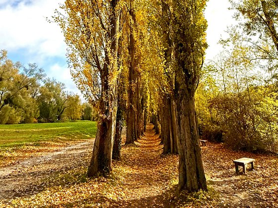 Golden Poplar Avenue