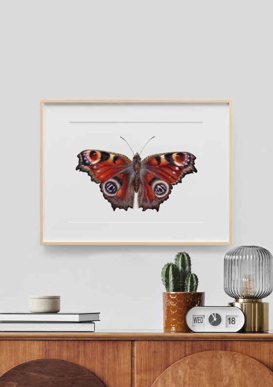 Aglais io, The Peacock butterfly