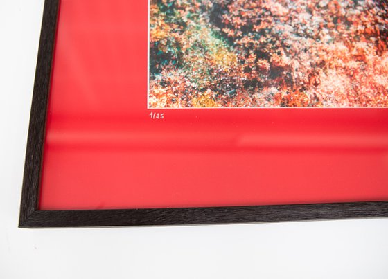 Wall of Nature LXVII (Framed)