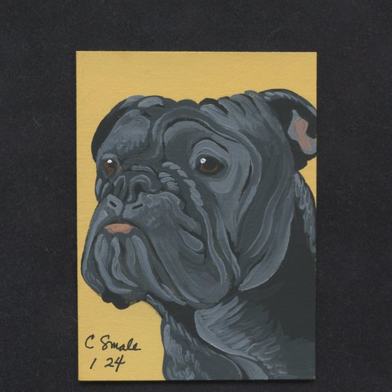 Olde English Bulldogge -Carla Smale