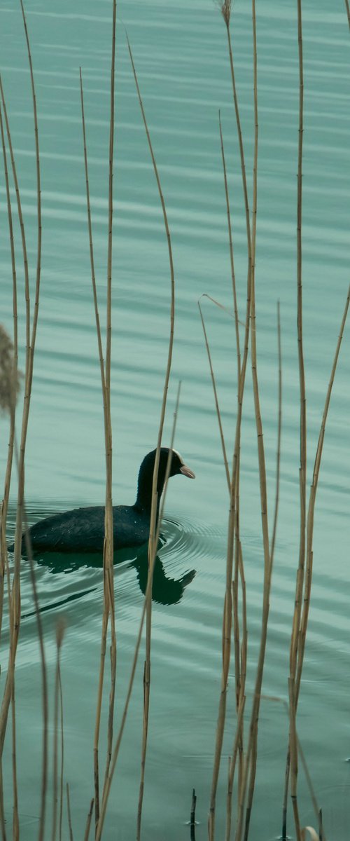 Behind the Reeds by Kristine Okuneva