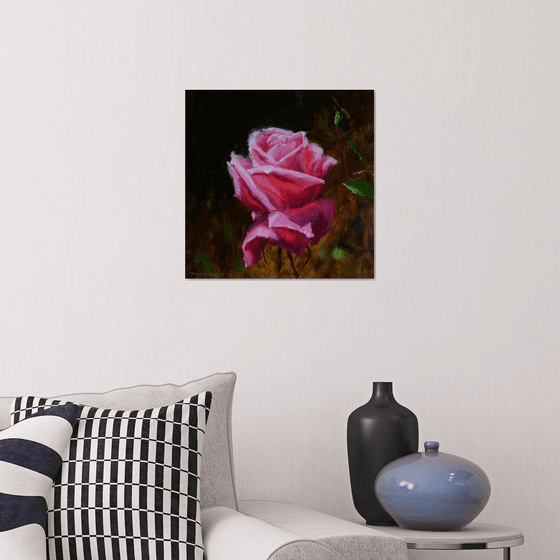 Pink rose