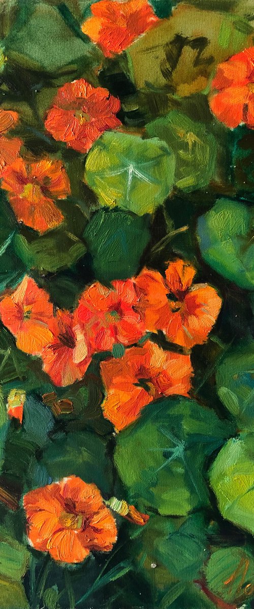 nasturtium by Nataliia Nosyk