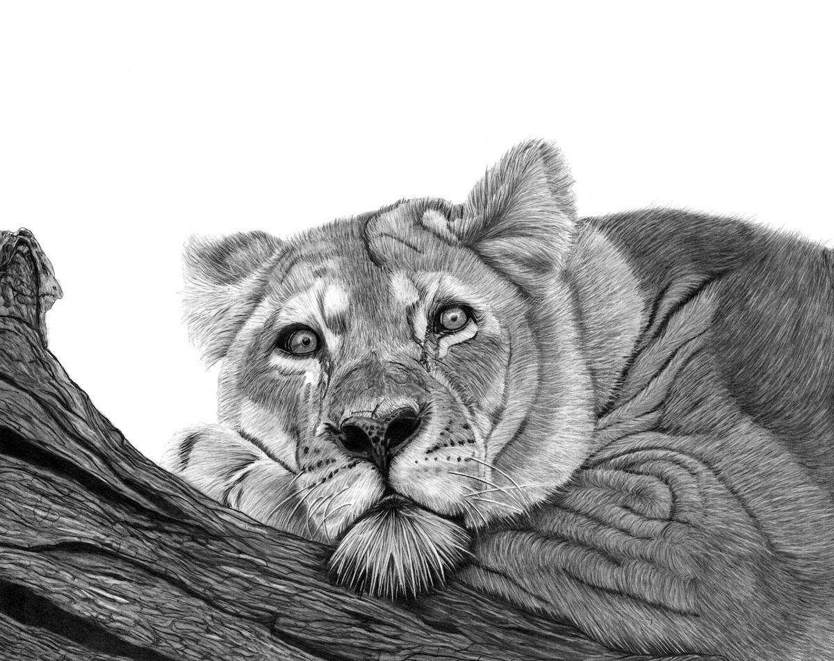 Resting Lion Pencil drawing by Paul Stowe Artfinder