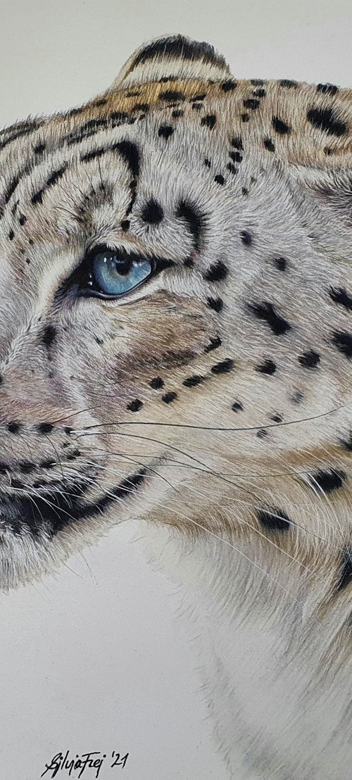 Contemplation by Silvia Frei