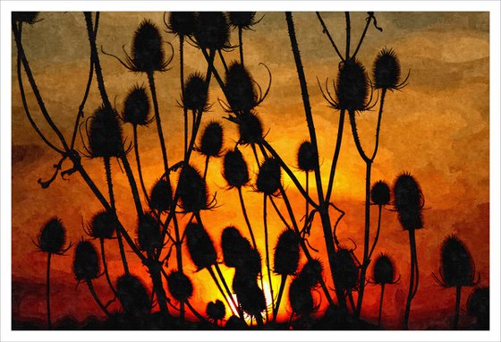 Thistle Sunset