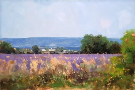 Lavender Field in Provence