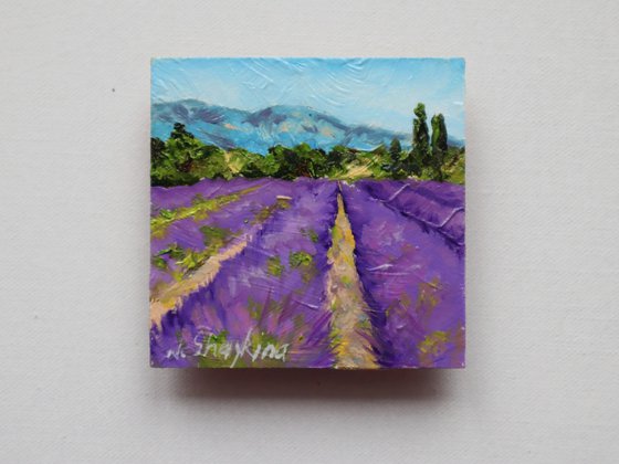 Lavender Fields