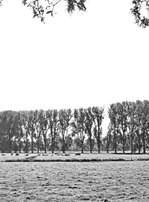 River Epte Poplars by Alex Cassels