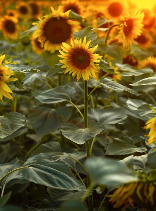 Golden Silence II – Field of Warmth by Vlad Durniev