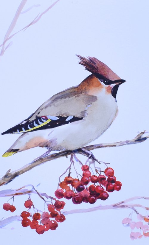 Waxwing by Elena Sanina