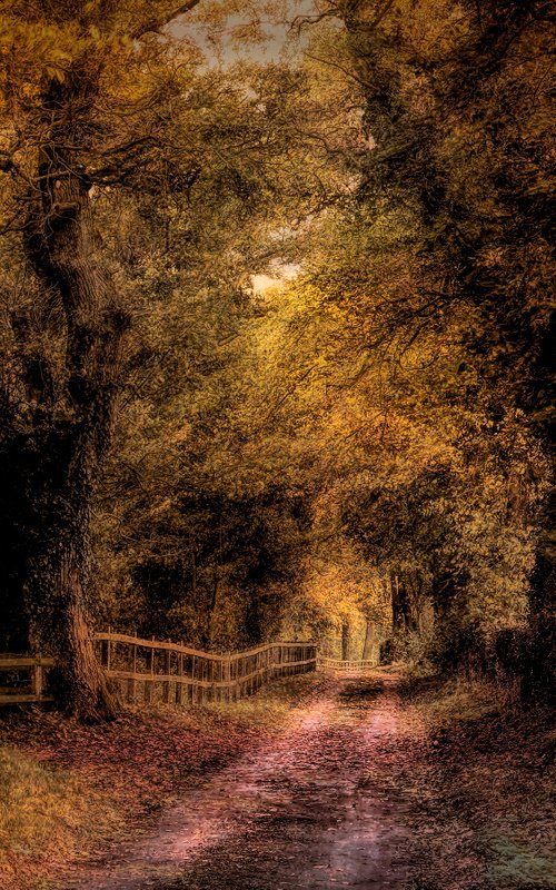 Autumn Country Lane by Martin  Fry