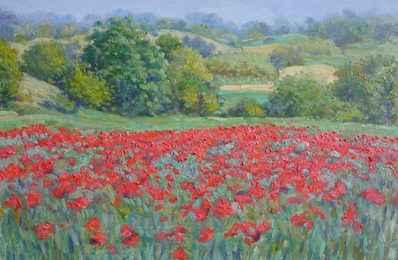 Field of poppies in Tuscany