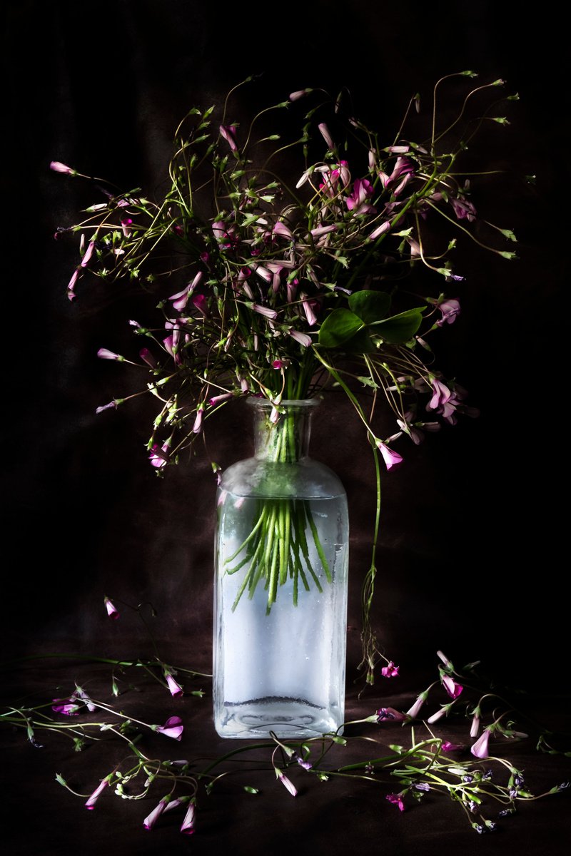 Lilies by Sandra Platas Hernandez