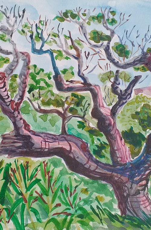 Cork Oak by Kirsty Wain