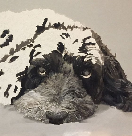 Cockapoo Dog Portrait 02