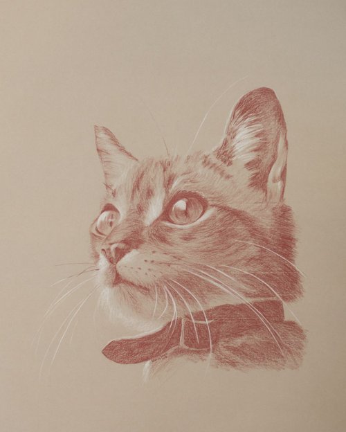 Kitten's Wonder by Wendy Booth