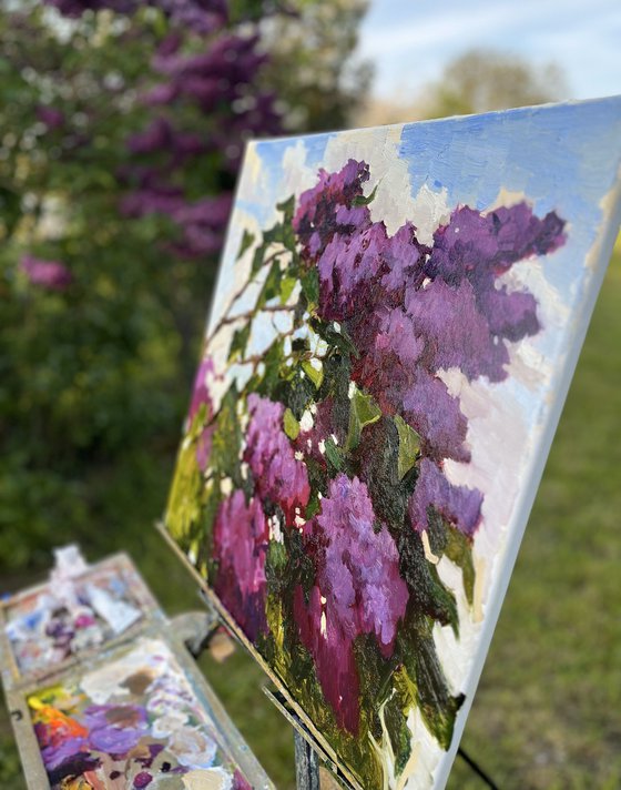 Blooming Lilac Bush